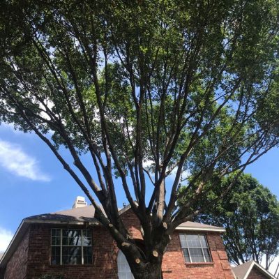 tree services gallery